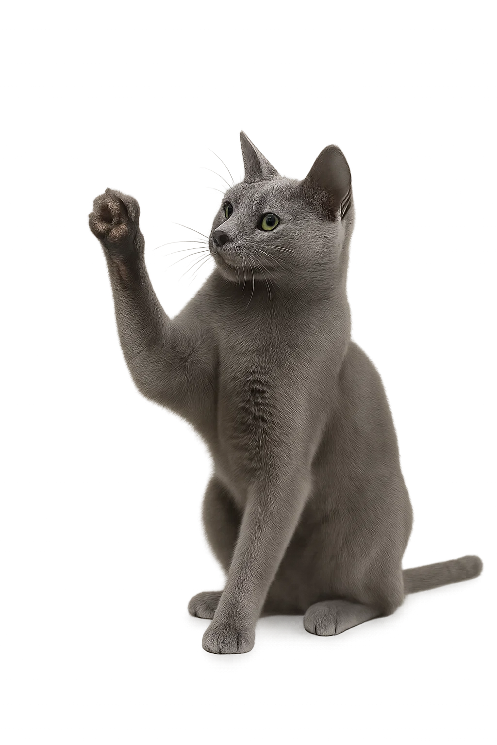 Cat Training
