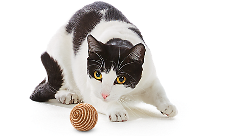 Cat Behaviour