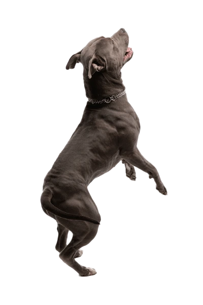 Dog Training