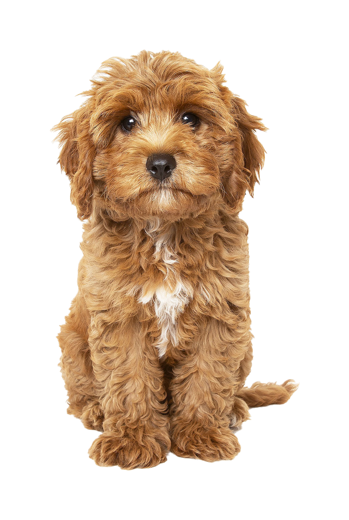 Dog environment
